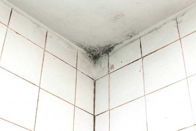 Mould and the problems it can cause