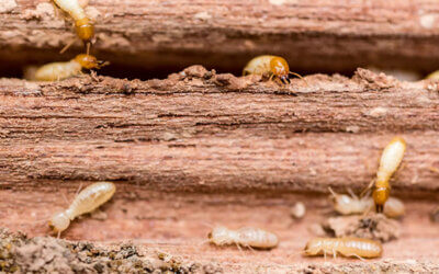 HOW DO YOU FIND TERMITES?