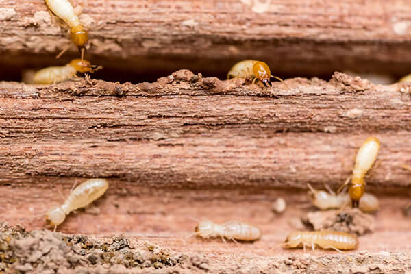 HOW DO YOU FIND TERMITES?